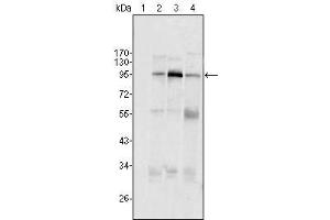 Western Blot showing SND1/P100 antibody used against Hela (1), Jukat (2), HepG2 (3) SMMC-7721 (4) cell lysate. (SND1 抗体  (AA 361-485))