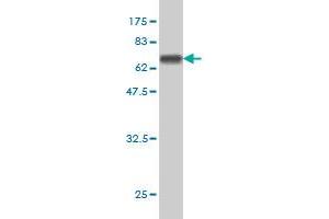 Western Blot detection against Immunogen (64. (THUMPD1 抗体  (AA 1-353))