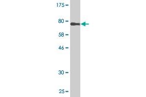 Western Blot detection against Immunogen (75. (TRIM55 抗体  (AA 1-452))