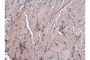IHC-P Image VEGF antibody detects VEGF protein at cytoplasm in mouse muscle by immunohistochemical analysis. (VEGFA 抗体  (C-Term))