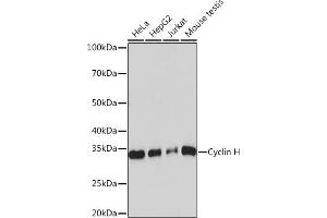 Western blot analysis of extracts of various cell lines, using Cyclin H Rabbit mAb (ABIN7266569) at 1:1000 dilution. (Cyclin H 抗体)