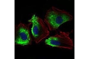 Immunofluorescence analysis of Hela cells using THY1 mouse mAb (green). (CD90 抗体  (AA 17-132))
