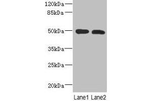 Western Blot All lanes: RGMA antibody at 12 μg/mL Lane 1: Mouse brain tissue Lane 2: Hela whole cell lysate Secondary Goat polyclonal to rabbit IgG at 1/10000 dilution Predicted band size: 50, 48, 51 kDa Observed band size: 50 kDa (RGMA 抗体  (AA 153-408))