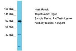 Image no. 1 for anti-Neuroligin 3 (NLGN3) (AA 178-227) antibody (ABIN6750317) (Neuroligin 3 抗体  (AA 178-227))