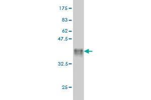 Western Blot detection against Immunogen (36. (MYBL2 抗体  (AA 601-700))