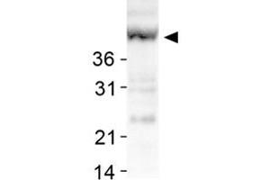 Western blot analysis of SIRT7 in human liver lysates with SIRT7 polyclonal antibody . (SIRT7 抗体  (AA 100-200))