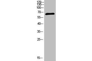 Western Blot analysis of 293T cells using primary antibody diluted at 1:1000(4 °C overnight). (NUT (AA 1082-1131) 抗体)