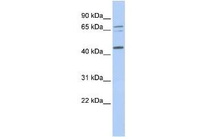 Western Blotting (WB) image for anti-Queuine tRNA-Ribosyltransferase 1 (QTRT1) antibody (ABIN2459249) (QTRT1 抗体)
