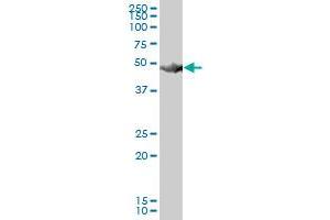 HARS MaxPab polyclonal antibody. (HARS1/Jo-1 抗体  (AA 1-509))