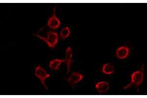 ABIN6274508 staining Hela by IF/ICC. (BLZF1 抗体  (N-Term))