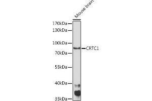 Western blot analysis of extracts of Mouse brain, using CRTC1 Rabbit pAb (ABIN7266518) at 1:1000 dilution. (CRTC1 抗体  (AA 1-200))