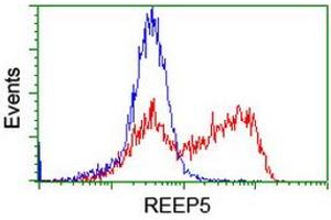 Image no. 8 for anti-Receptor Accessory Protein 5 (REEP5) antibody (ABIN1500659) (REEP5 抗体)