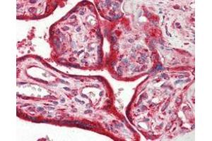 Immunohistochemical analysis of paraffin-embedded human placenta tissues using Calreticulin mouse mAb.