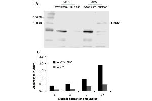 Transcription factor activity assay of NRF2 from nuclear extracts of HepG2 cells or HepG2 cells treated with tBHQ (90uM) for 24 hr. (NRF2 ELISA 试剂盒)