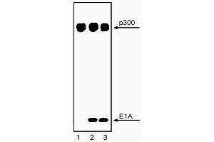 Immunoprecipitation of p300 and coprecipitation of E1A with NM11 (ABIN967440). (p300 抗体)