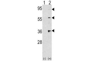 Western blot analysis of THPO/ TPO antibody and 293 cell lysate (2 ug/lane) either nontransfected (Lane 1) or transiently transfected with the THPO gene (2). (Thrombopoietin 抗体  (AA 243-273))