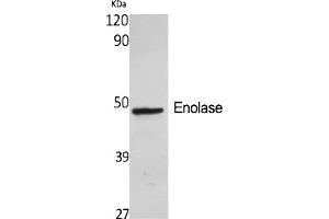 Western Blot analysis of various cells using Enolase Polyclonal Antibody diluted at 1:2000. (Enolase 抗体  (AA 340-420))