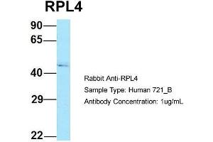 Host: Rabbit Target Name: RPL4 Sample Type: Human 721_B Antibody Dilution: 1. (RPL4 抗体  (C-Term))