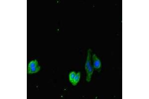 Immunofluorescent analysis of HepG2 cells using ABIN7149587 at dilution of 1:100 and Alexa Fluor 488-congugated AffiniPure Goat Anti-Rabbit IgG(H+L) (DOCK3 抗体  (AA 1630-1934))