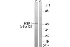 Western blot analysis of extracts from Jurkat cells treated with TNF 2500U/ML 30', using HSF1 (Phospho-Ser121) Antibody. (HSF1 抗体  (pSer121))