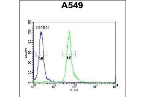 HEMK1 Antibody (C-term) (ABIN654963 and ABIN2844602) flow cytometric analysis of A549 cells (right histogram) compared to a negative control cell (left histogram).