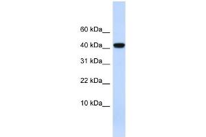 AGT antibody used at 1 ug/ml to detect target protein. (AGT 抗体)