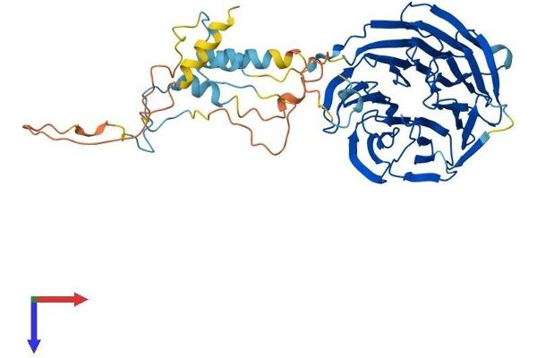 FZR1 Protein (AA 1-496) (His tag)