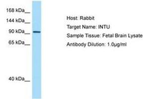 Image no. 1 for anti-Inturned Planar Cell Polarity Effector Homolog (INTU) (AA 816-865) antibody (ABIN6750108) (INTU 抗体  (AA 816-865))