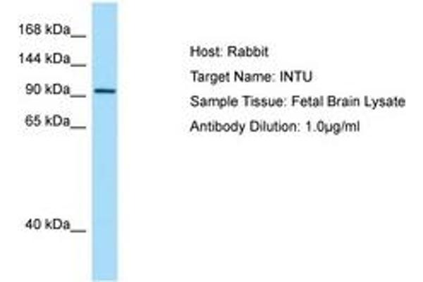 INTU anticorps  (AA 816-865)