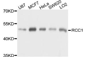 Western blot analysis of extracts of various cell lines, using RCC1 antibody (ABIN5973761) at 1/1000 dilution. (RCC1 抗体)