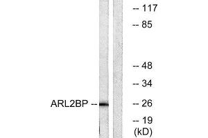 Western Blotting (WB) image for anti-ADP-Ribosylation Factor-Like 2 Binding Protein (ARL2BP) (Internal Region) antibody (ABIN1850708) (ARL2BP 抗体  (Internal Region))