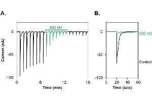 α-Conotoxin GI-ATTO647N inhibits muscle (α1/β1/δ/γ) nAChR channels expressed in Xenopus oocytes.