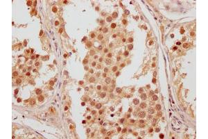 IHC image of ABIN7165518 diluted at 1:200 and staining in paraffin-embedded human testis tissue performed on a Leica BondTM system. (Fam53a 抗体  (AA 135-398))
