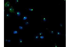 Immunofluorescence (IF) image for anti-phosphoglycerate Mutase 2 (Muscle) (PGAM2) antibody (ABIN1500169) (PGAM2 抗体)