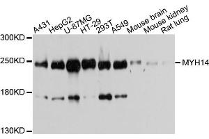Western blot analysis of extracts of various cell lines, using MYH14 antibody (ABIN5971904) at 1/1000 dilution. (Myosin 抗体)
