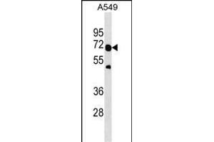 TRAF6 Antibody (Center) (ABIN1881900 and ABIN2838629) western blot analysis in A549 cell line lysates (35 μg/lane). (TRAF6 抗体  (AA 314-343))