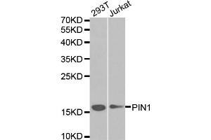 Western blot analysis of extracts of various cell lines, using PIN1 antibody. (PIN1 抗体)