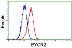 Image no. 2 for anti-Pyrroline-5-Carboxylate Reductase Family, Member 2 (PYCR2) antibody (ABIN1499982) (PYCR2 抗体)