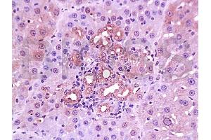 Immunohistochemistry (IHC) image for anti-Collagen, Type IV (COL4) (AA 1401-1500) antibody (ABIN728413)