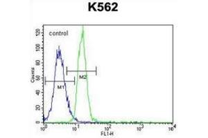 Flow cytometric analysis of K562 cells (right histogram) compared to a negative control cell (left histogram) using PTPN20  Antibody , followed by FITC-conjugated goat-anti-rabbit secondary antibodies. (PTPN20 抗体  (Middle Region))