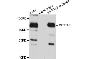 Immunoprecipitation analysis of 150 μg extracts of 293T cells using 3 μg METTL3 antibody (ABIN5974672). (METTL3 抗体)