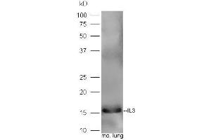 Mouse lung lysates probed with Rabbit Anti-IL-3 Polyclonal Antibody, Unconjugated  at 1:5000 for 90 min at 37˚C. (IL-3 抗体  (AA 101-166))