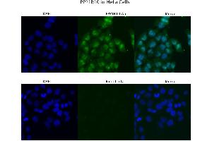 Immunofluorescence (IF) image for anti-Protein Phosphatase 1, Regulatory (Inhibitor) Subunit 10 (PPP1R10) (N-Term) antibody (ABIN2778807)