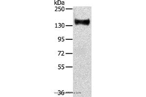 Western blot analysis of Mouse brain tissue, using RASAL2 Polyclonal Antibody at dilution of 1:350 (RASAL2 抗体)
