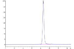 Size-exclusion chromatography-High Pressure Liquid Chromatography (SEC-HPLC) image for Interleukin 10 Receptor, alpha (IL10RA) (AA 22-233) protein (His tag) (ABIN7274878)