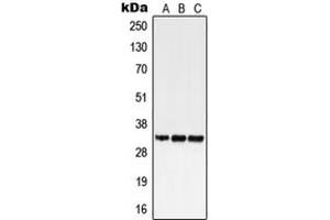 Western blot analysis of GPR18 expression in HEK293T (A), SP2/0 (B), H9C2 (C) whole cell lysates.