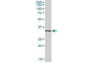 PIR MaxPab polyclonal antibody. (Pirin 抗体  (AA 1-290))