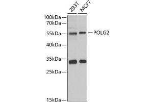 Western blot analysis of extracts of various cell lines, using POLG2 antibody (ABIN6132502, ABIN6145894, ABIN6145895 and ABIN6222405) at 1:1000 dilution. (POLG2 抗体  (AA 216-485))