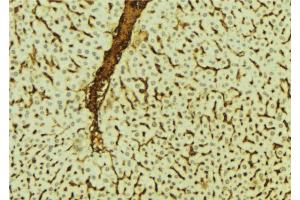 ABIN6273540 at 1/100 staining Mouse liver tissue by IHC-P. (GFI1B 抗体  (Internal Region))