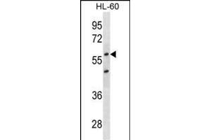 CDKN1C Antibody (ABIN1539930 and ABIN2843870) western blot analysis in HL-60 cell line lysates (35 μg/lane). (CDKN1C 抗体  (AA 34-64))